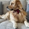 Oliver – Purebred Golden Retriever Male | Golden Paw