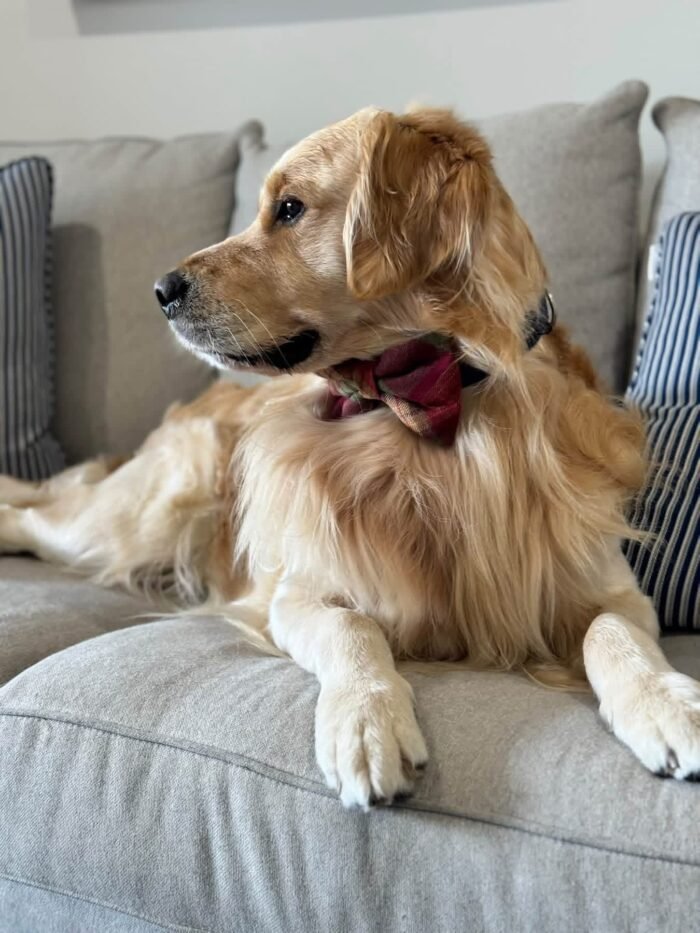 Oliver – Purebred Golden Retriever Male | Golden Paw