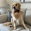 Oliver – Purebred Golden Retriever Male | Golden Paw