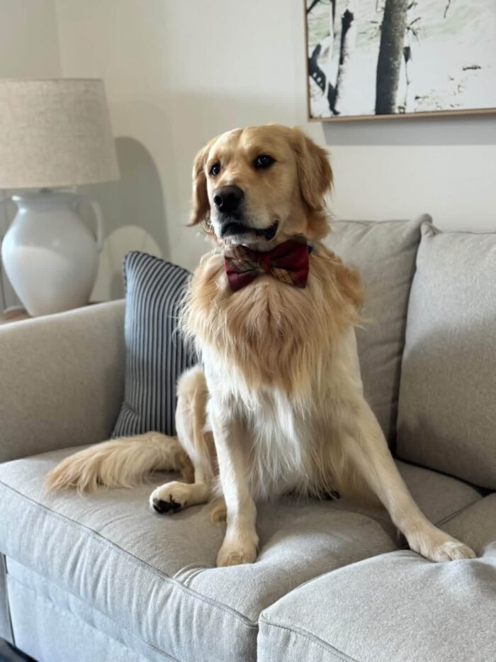 Oliver – Purebred Golden Retriever Male | Golden Paw