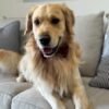Oliver – Purebred Golden Retriever Male | Golden Paw