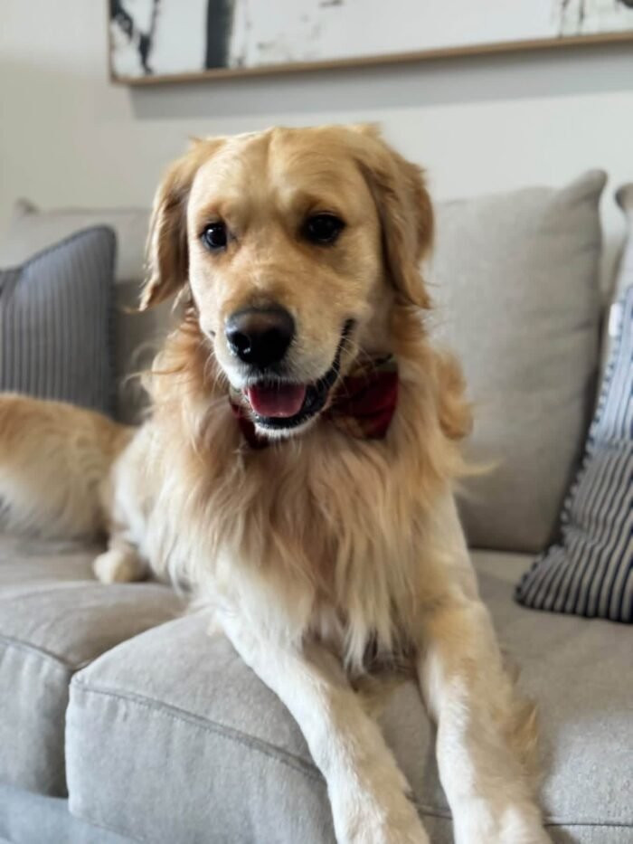 Oliver – Purebred Golden Retriever Male | Golden Paw
