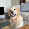 Oliver – Purebred Golden Retriever Male | Golden Paw