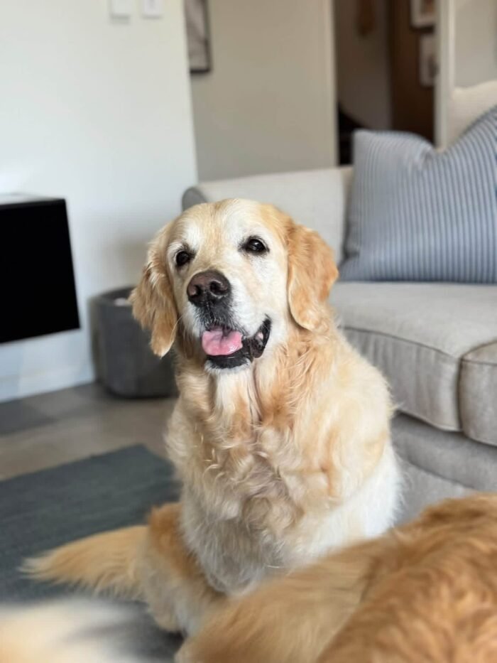 Oliver – Purebred Golden Retriever Male | Golden Paw