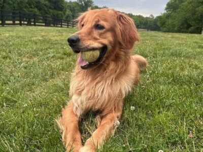 Golden Retriever for Adoption | Healthy & Active Young Adult Dog