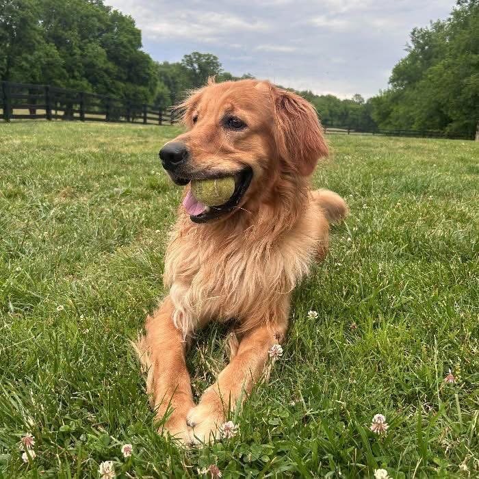 Golden Retriever for Adoption | Healthy & Active Young Adult Dog