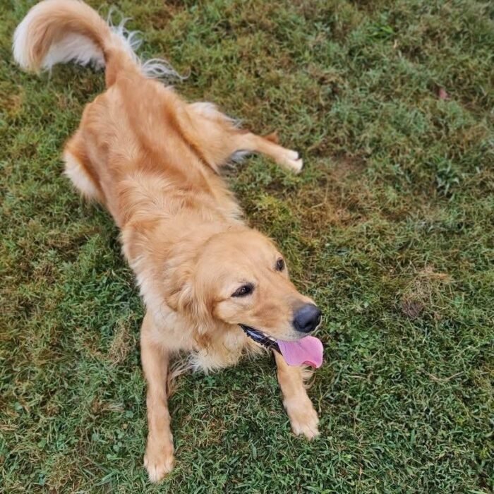 Golden Retriever for Adoption | Healthy & Active Young Adult Dog