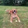 Golden Retriever for Adoption | Healthy & Active Young Adult Dog