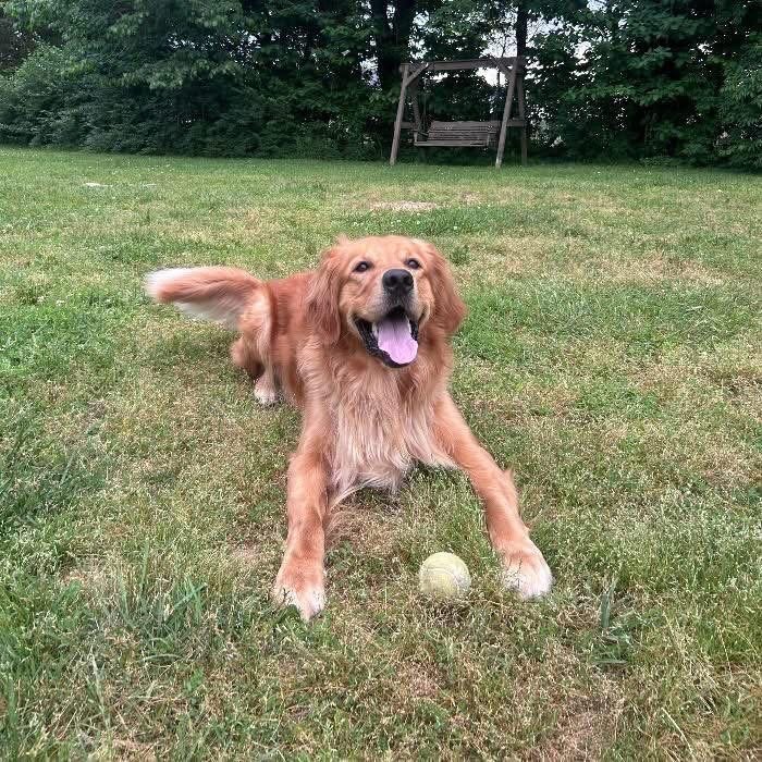 Golden Retriever for Adoption | Healthy & Active Young Adult Dog
