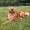 Golden Retriever for Adoption | Healthy & Active Young Adult Dog