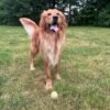 Golden Retriever for Adoption | Healthy & Active Young Adult Dog