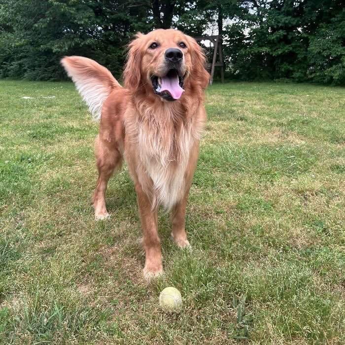 Golden Retriever for Adoption | Healthy & Active Young Adult Dog
