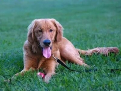 Adopt Beau: Purebred Golden Retriever | Available Dog Adoption