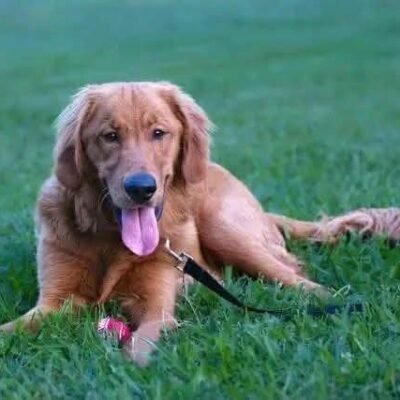 Adopt Beau: Purebred Golden Retriever | Available Dog Adoption