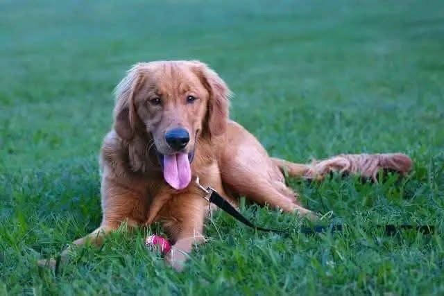 Adopt Beau: Purebred Golden Retriever | Available Dog Adoption