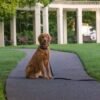Adopt Beau: Purebred Golden Retriever | Available Dog Adoption