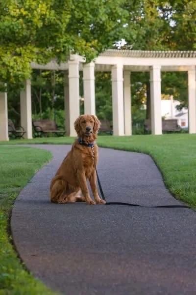 Adopt Beau: Purebred Golden Retriever | Available Dog Adoption