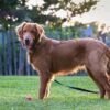 Adopt Beau: Purebred Golden Retriever | Available Dog Adoption
