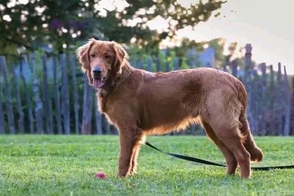 Adopt Beau: Purebred Golden Retriever | Available Dog Adoption