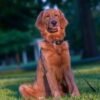 Adopt Beau: Purebred Golden Retriever | Available Dog Adoption