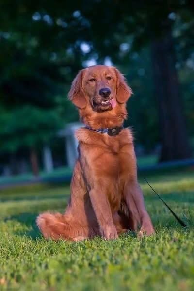 Adopt Beau: Purebred Golden Retriever | Available Dog Adoption