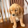 Fall in Love with Wendy | Golden Retriever Puppy Ready for Adoption