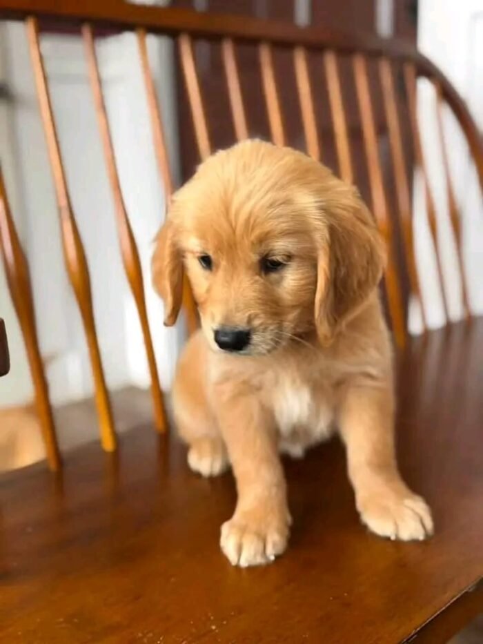 Fall in Love with Wendy | Golden Retriever Puppy Ready for Adoption