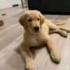 b34e3fd0-e880-46a7-b9c9-1d81d4005356 Gregory: Your Future Golden Retriever Companion