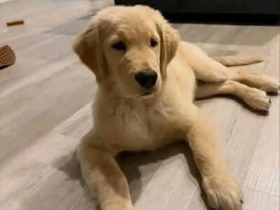 Gregory: Your Future Golden Retriever Companion
