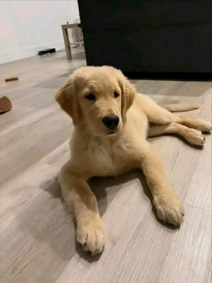 b34e3fd0-e880-46a7-b9c9-1d81d4005356 Gregory: Your Future Golden Retriever Companion