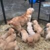 iginalImag () Golden Retriever Puppies