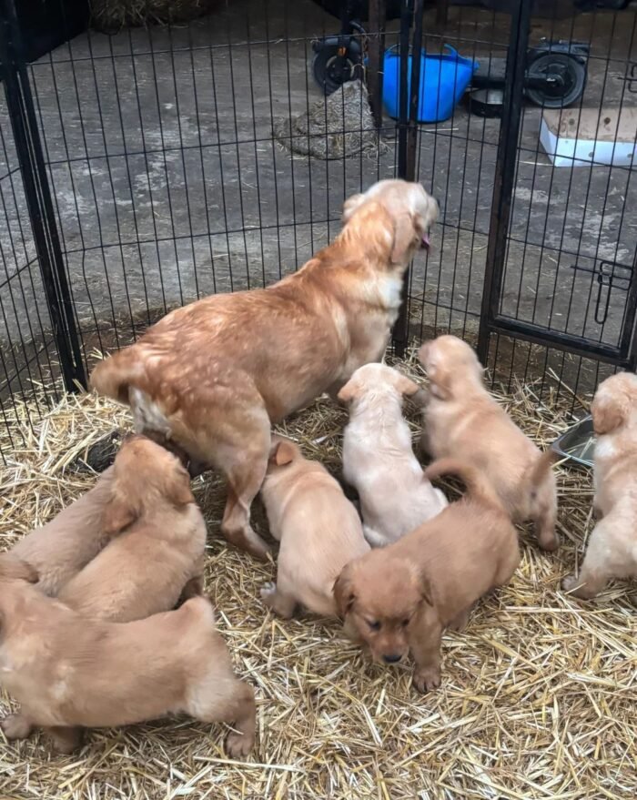 iginalImag () Golden Retriever Puppies