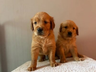 Fox Red, KC, Extensively Health Tested Pups