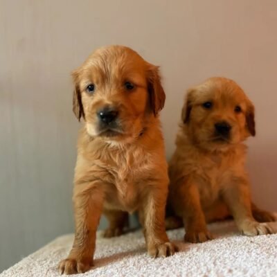 Fox Red, KC, Extensively Health Tested Pups
