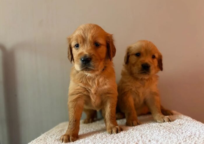 Fox Red, KC, Extensively Health Tested Pups Fox Red, KC, Extensively Health Tested Pups