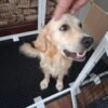 Stunning Golden Retriever Puppies