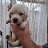 oginalImage (10) Golden Retriever Puppies – 6 Boys & 1 Girl