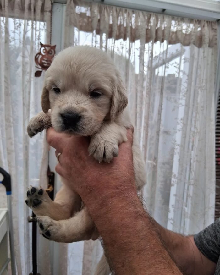 oginalImage (10) Golden Retriever Puppies – 6 Boys & 1 Girl