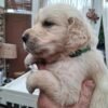 oginalImage (9) Golden Retriever Puppies – 6 Boys & 1 Girl