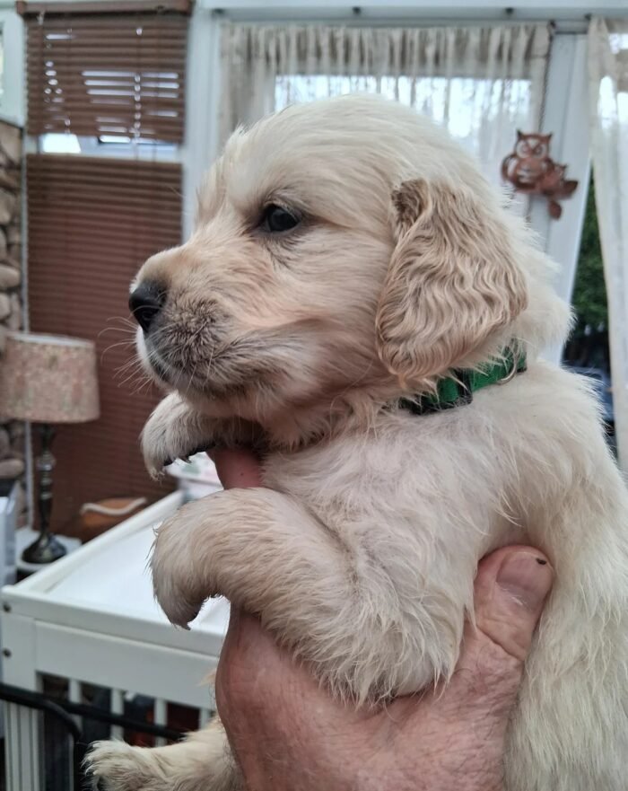 oginalImage (9) Golden Retriever Puppies – 6 Boys & 1 Girl