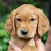 Dark Red KC Registered Working Golden Retrievers