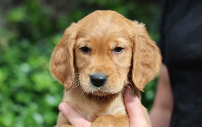 Dark Red KC Registered Working Golden Retrievers