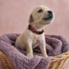 KC registered Golden retriever puppies