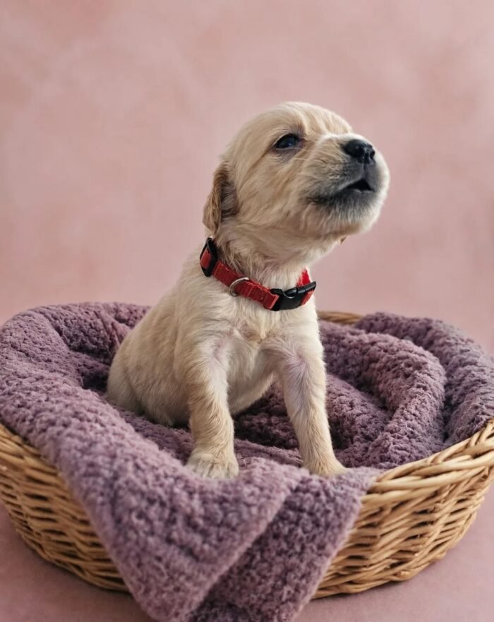 KC registered Golden retriever puppies