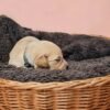 KC registered Golden retriever puppies