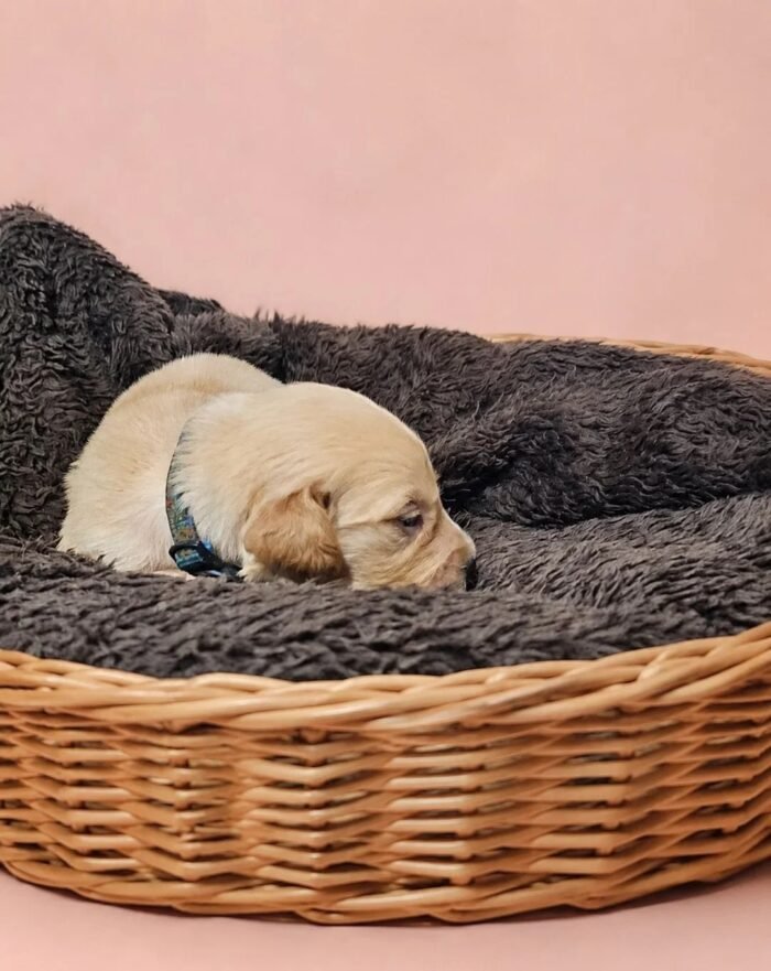 KC registered Golden retriever puppies