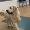 Female Cream Golden Retriever Puppies