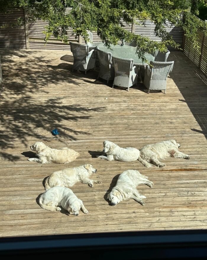 Female Cream Golden Retriever Puppies