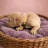 KC registered Golden retriever puppies