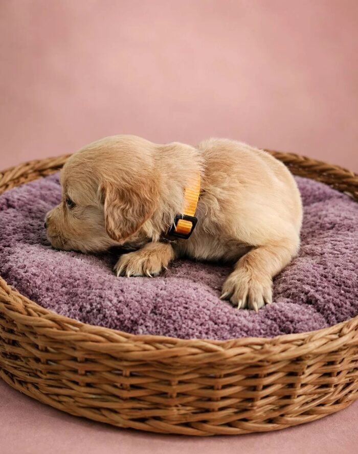 KC registered Golden retriever puppies